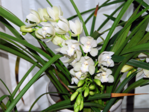 20150208Cymbidium